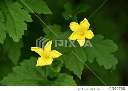 植物花 植物花 41590768