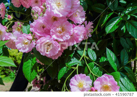 Bee and Roses Bee and Roses 41590787