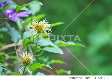 Clematis after flowers 41591200