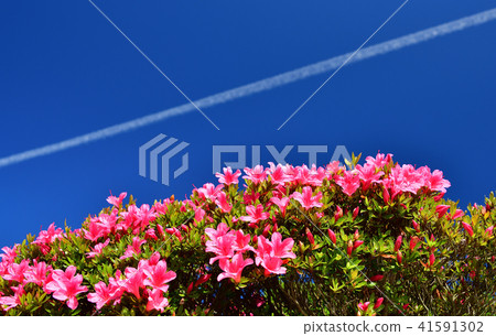 Photographing the azaleas and plane trails of Midori no Shima Park in Hakodate, Hokkaido on a clear day Photographing the azaleas and plane trails of Midori no Shima Park in Hakodate, Hokkaido on a clear day 41591302