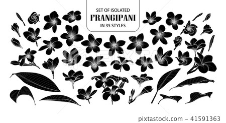 Set of isolated silhouette frangipani. 41591363