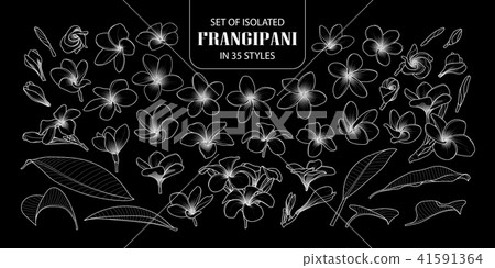 Set of isolated frangipani in 35 styles. 41591364