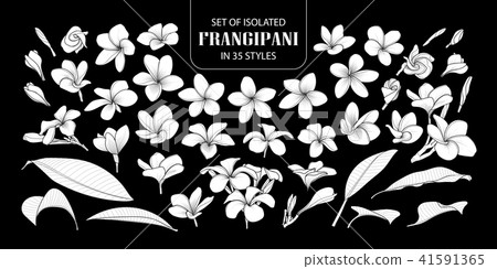 Set of isolated white silhouette frangipani. 41591365