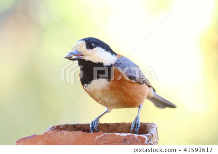 黃山雀,一隻熟悉的野鳥,黃色背景 黃山雀,一隻熟悉的野鳥,黃色背景 41591612