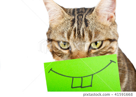Cat with a smile Cat with a smile 41591668