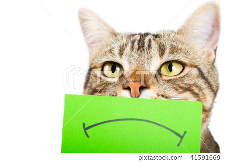Cat with angry face Cat with angry face 41591669