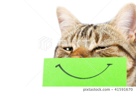 Cat with a smile Cat with a smile 41591670