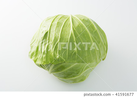 捲心菜 41591677