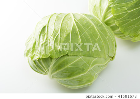 捲心菜 捲心菜 41591678