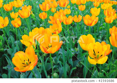 鬱金香(格雷戈爾·水野) 鬱金香(格雷戈爾·水野) 41591686