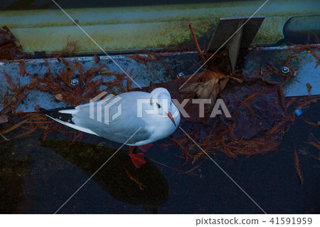 Seagull Seagull 41591959