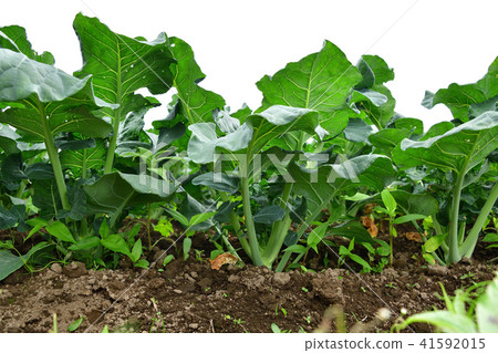 拍攝北海道乙部町西蘭花田的初夏景色 41592015