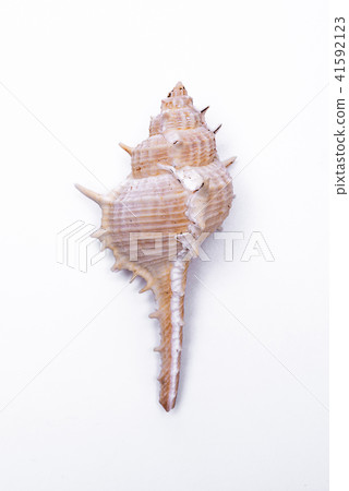 snail shells isolated on white background. snail shells isolated on white background. 41592123