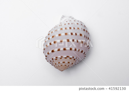 snail shells isolated on white background. snail shells isolated on white background. 41592130