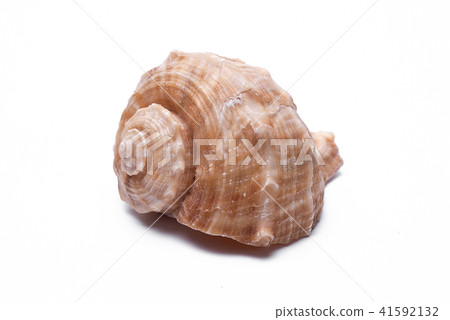 snail shells isolated on white background. snail shells isolated on white background. 41592132