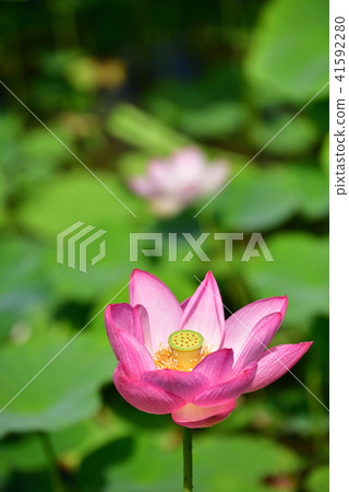 Lotus flower  41592280