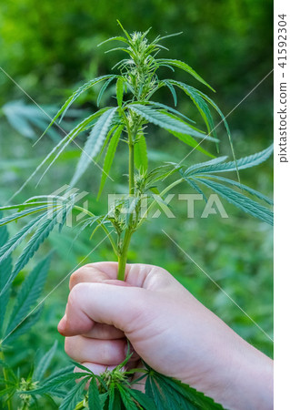 cannabis weed pot marijuana legalization medicine 41592304