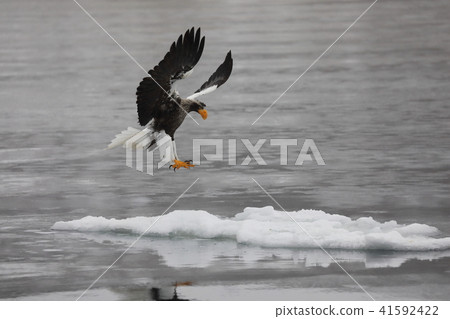 Steller's sea eagle icing 41592422