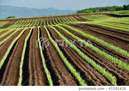Photographing the early summer scenery of a leek field in the field farming area of Kikyo-cho, Hakodate City, Hokkaido Photographing the early summer scenery of a leek field in the field farming area of Kikyo-cho, Hakodate City, Hokkaido 41592426