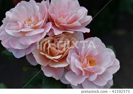 Noble pink rose 41592573