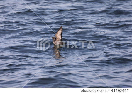 Escrowling Etroph 41592663