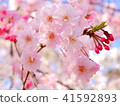 Cherry Blossoms	 41592893