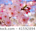 Cherry Blossoms	 41592894