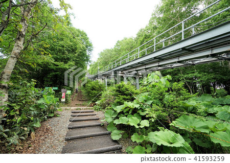 札幌藻岩山風景(藻岩山滑雪場路線) 札幌藻岩山風景(藻岩山滑雪場路線) 41593259