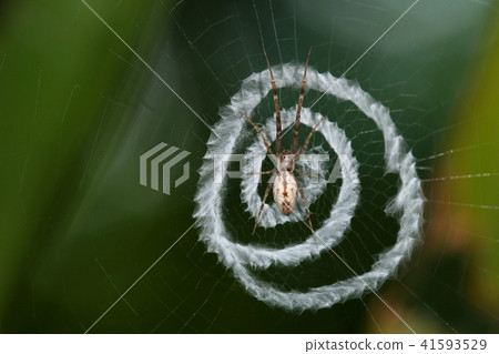 生物:蜘蛛:八重山津蜘蛛,一種生活在石垣島的日本鶯。螺旋形的隱藏區域是蜘蛛網的特徵。 生物:蜘蛛:八重山津蜘蛛,一種生活在石垣島的日本鶯。螺旋形的隱藏區域是蜘蛛網的特徵。 41593529