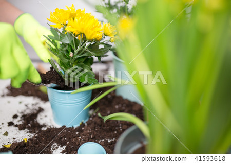 Photo of human in gloves transplanting chrysanthemum Photo of human in gloves transplanting chrysanthemum 41593618
