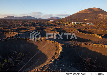 Volcanic vineyards in Lanzarote 41593887