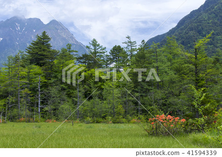 Kamikochi early summer Tashiro Marsh and Hotaka mountains / Matsumoto-shi, Nagano prefecture Kamikochi early summer Tashiro Marsh and Hotaka mountains / Matsumoto-shi, Nagano prefecture 41594339