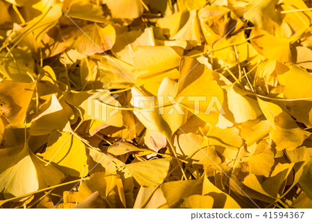 Ginkgo carpet Ginkgo carpet 41594367