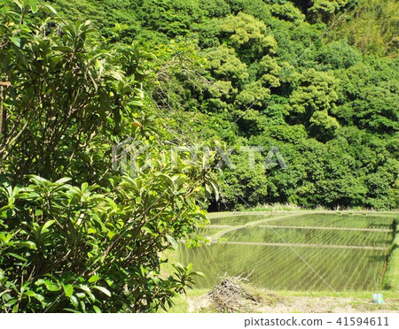 Paddy field Paddy field 41594611