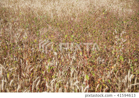 Wheat field with weeds Wheat field with weeds 41594613