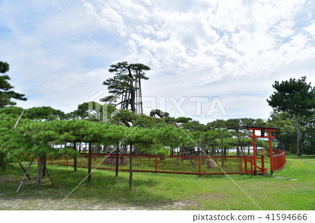 近江八景：唐崎松 41594666