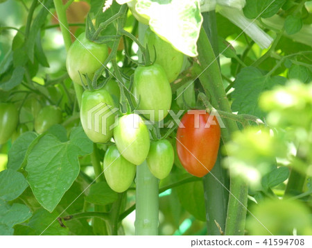 Tomatoes (green and red) Tomatoes (green and red) 41594708