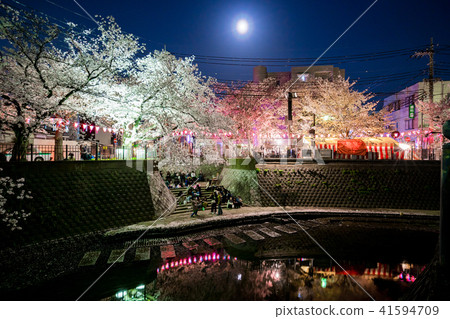 [Kanagawa Prefecture] Cherry blossoms at night 41594709