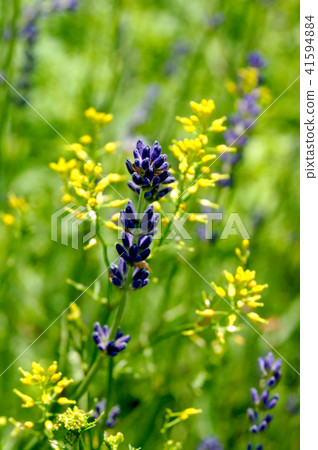lavender lavender 41594884