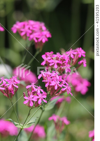 Musi Trinadesico 41595203