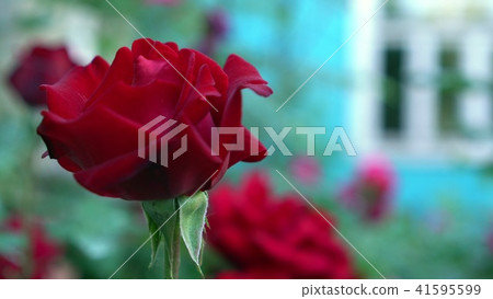 Close up of scarlet roses in countryside garden. Green blurry nature background with place for text Close up of scarlet roses in countryside garden. Green blurry nature background with place for text 41595599