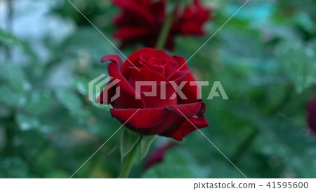Beautiful flowering bud scarlet rose flowers in the roses garden. Green blurry nature background Beautiful flowering bud scarlet rose flowers in the roses garden. Green blurry nature background 41595600