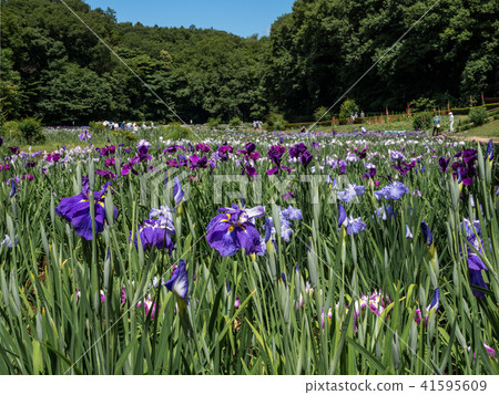 Fukiage Shoobu公園 41595609
