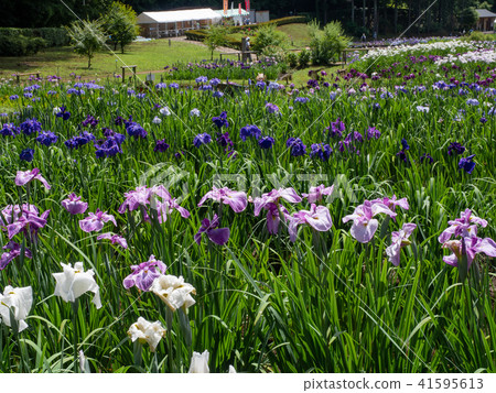 Fukiage Shoobu Park 41595613