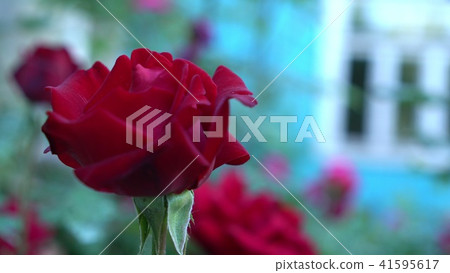 Close up of red roses in countryside garden. Green blurry nature background with place for text Close up of red roses in countryside garden. Green blurry nature background with place for text 41595617