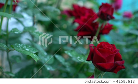 Beautiful flowering red roses flowers in the roses garden. Green blurry nature background with place Beautiful flowering red roses flowers in the roses garden. Green blurry nature background with place 41595618