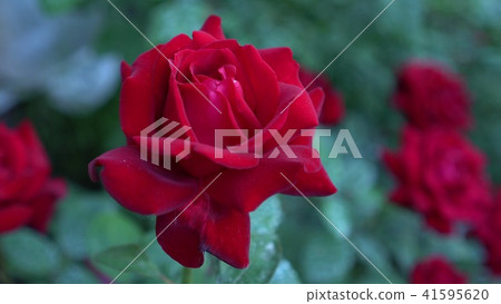 Close up of large bush blooming red roses in countryside garden. Green blurry nature background Close up of large bush blooming red roses in countryside garden. Green blurry nature background 41595620