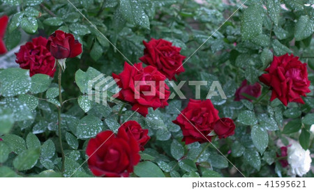 Large bush with blooming red roses in garden Summertime Large bush with blooming red roses in garden Summertime 41595621