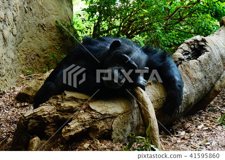 黑猩猩 41595860