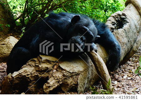 黑猩猩 41595861